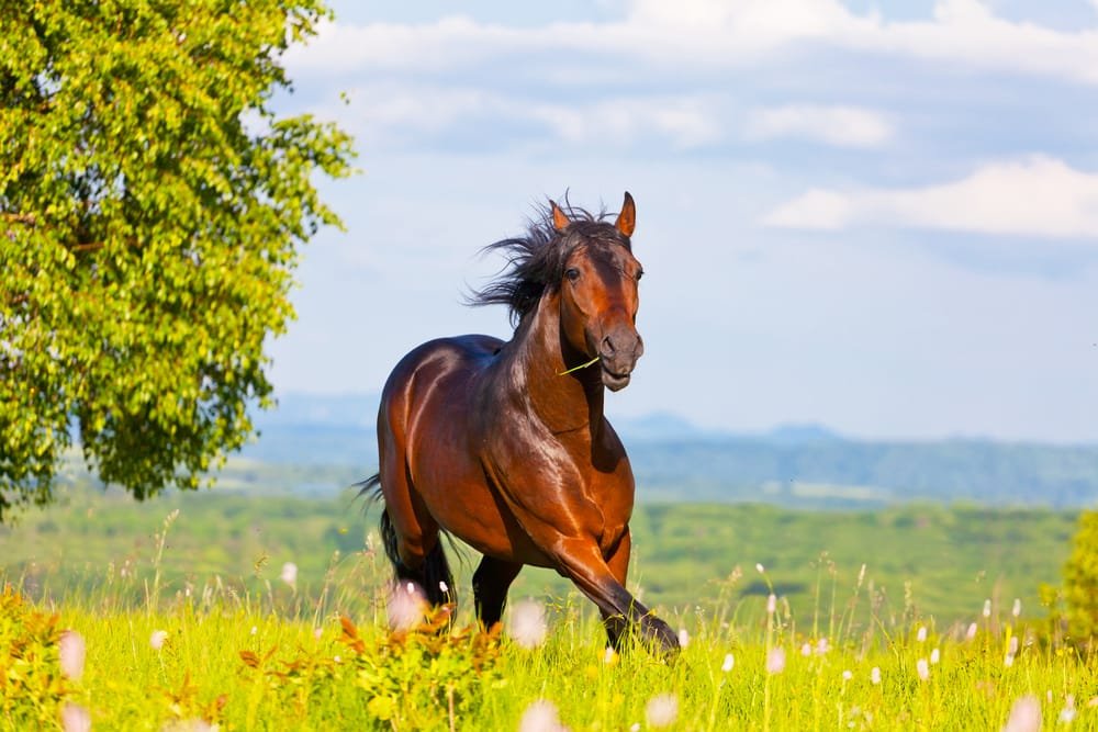 Is Your Horse Ready for Summer? Tips for Skin Care and Insect Protection