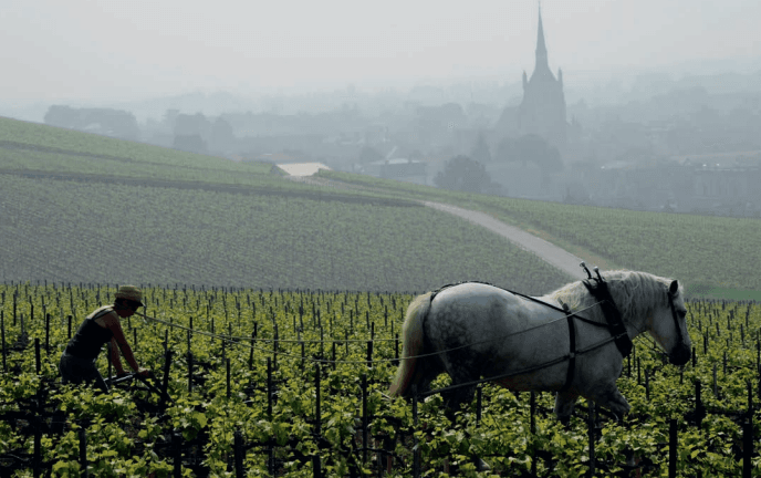 The Impact of Horses on Agriculture and Society