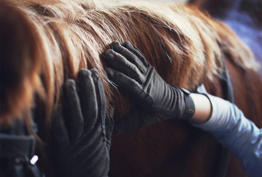 Step-by-Step Guide to Trimming Your Horse’s Tail