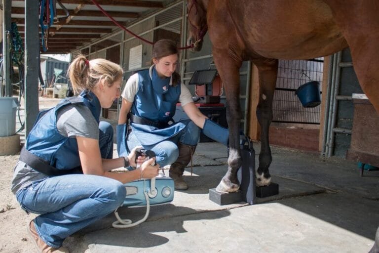 Your Equine Lifeline: The Case for Keeping Your Vet Close