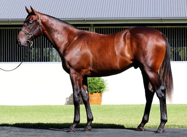 27 Most Expensive Horse Breeds in the World