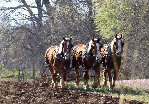 Top 5 Horses Known for Their Incredible Strength and Stamina