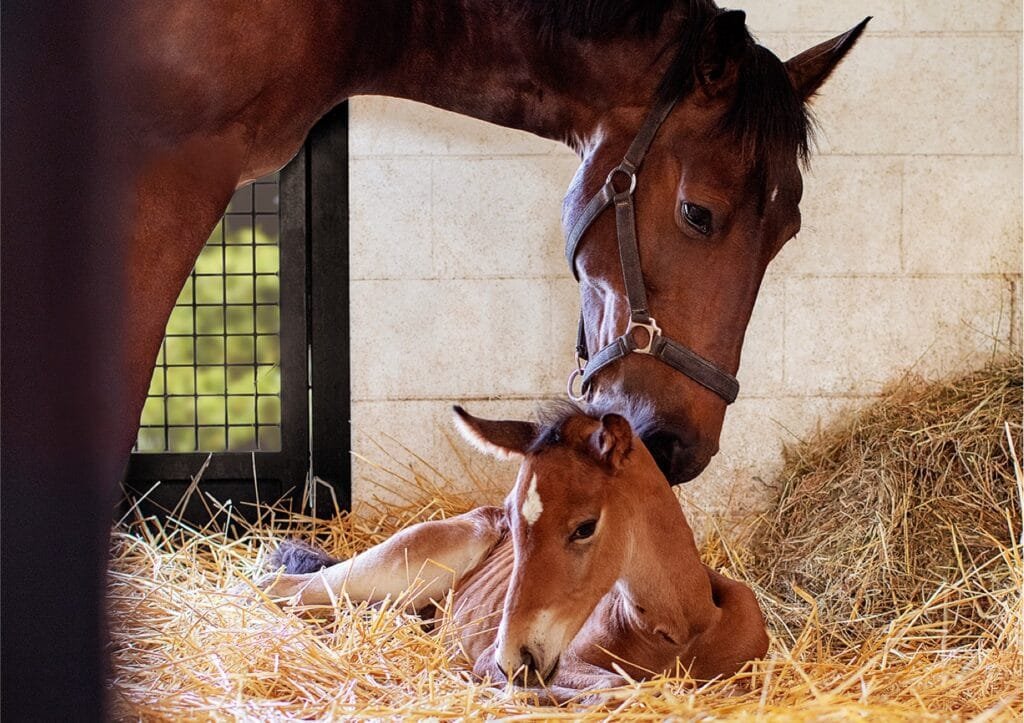Preparing for Foaling Season: What to Expect and How to Help