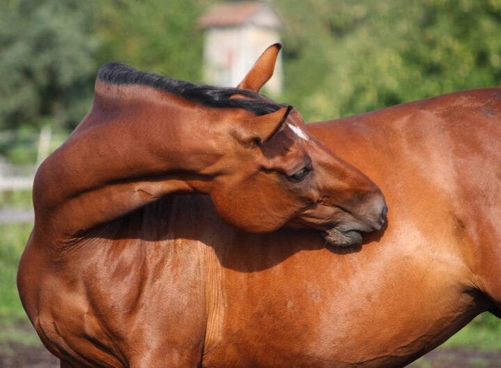 Treating and Preventing Gastric Ulcers in Horses