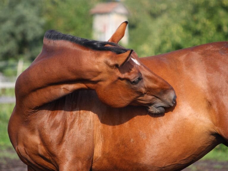 Treating and Preventing Gastric Ulcers in Horses