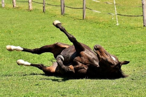 Top 5 Common Horse Diseases and How to Prevent Them