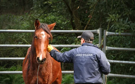 Laying the Foundations: A Gentle Approach to Training Young Horses