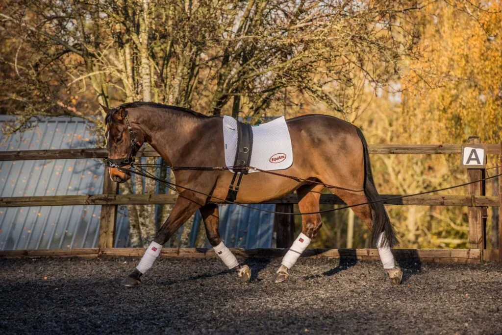 Horse Lunging Do's and Don'ts: A Guide to Safe and Effective Training