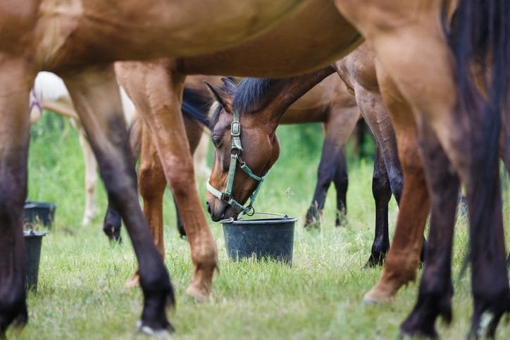 3 Common Feed Categories for Horses: Roughages, Concentrates, and Supplements