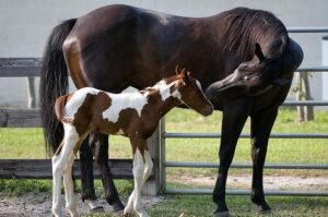 What is a Colt? Understanding Young Male Horses and Their Care