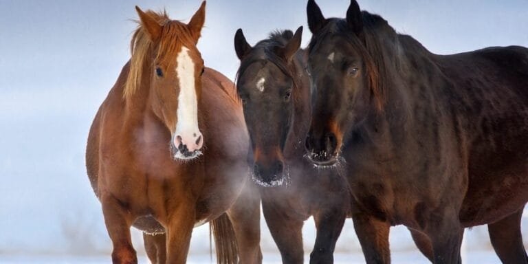 Why Horses Are So Sensitive to Their Environment
