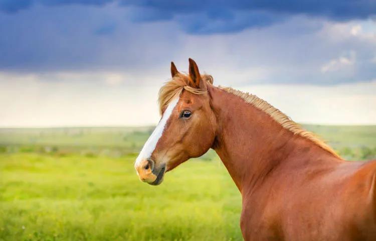 The Unique Vision of Horses: