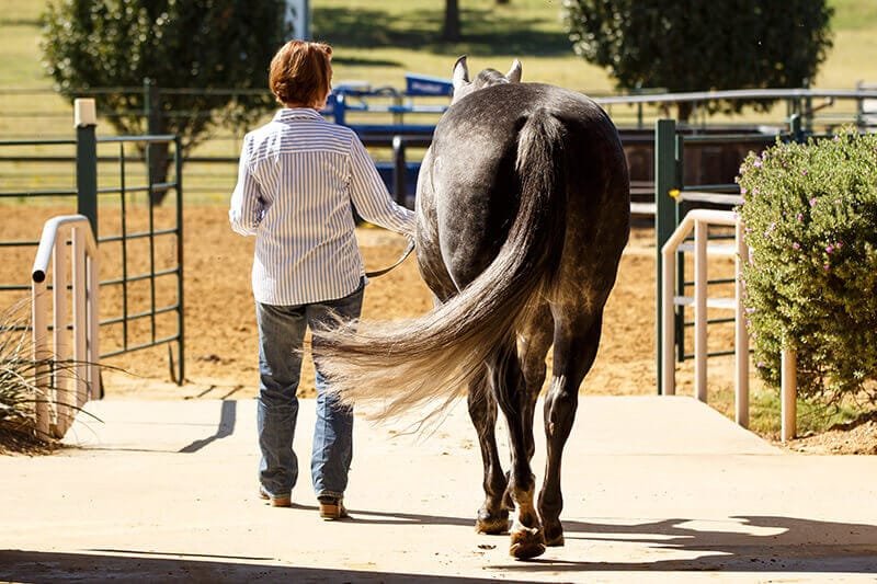 How Do You Manage a Horse’s Tail Injury and Ensure Proper Healing?