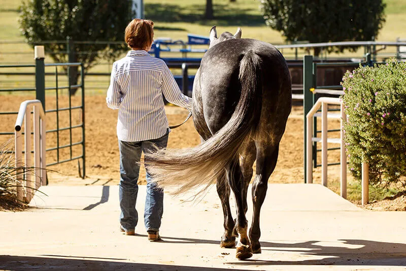 How Do You Manage a Horse’s Tail Injury and Ensure Proper Healing?