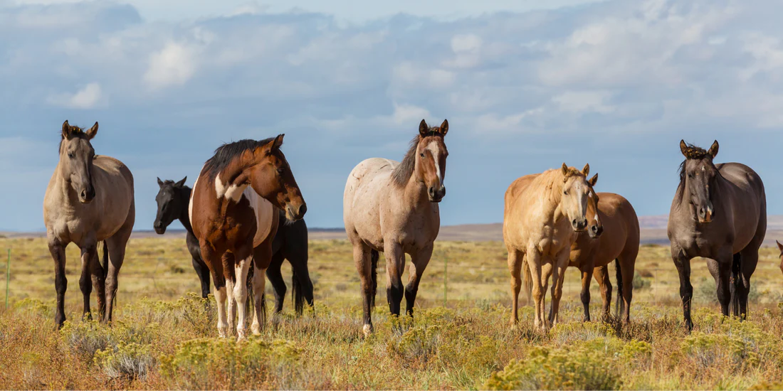 Top 10 Best Selling India Horse Breeds and Their Prices