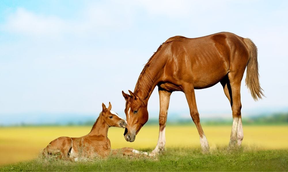 What Is A Mare Understanding Adult Female Horses And Their Care What Is A Mare Understanding Adult Female Horses And Their Care