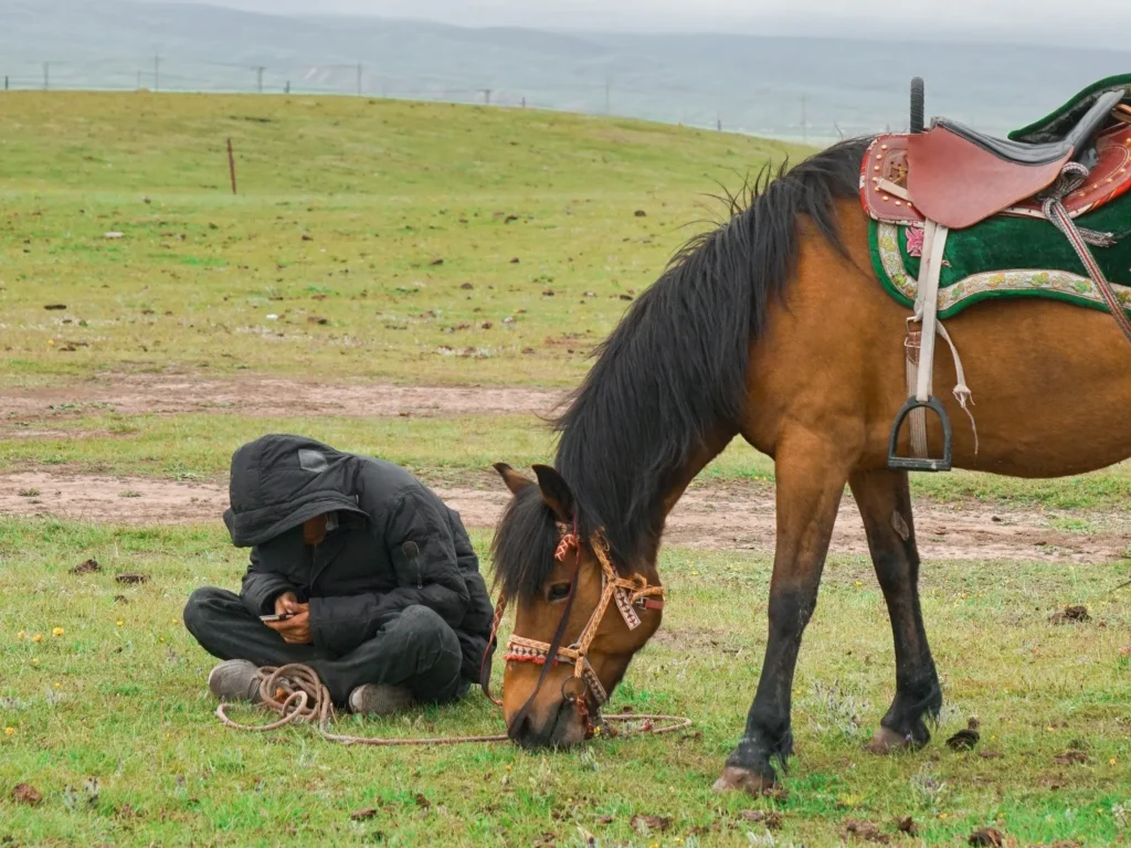  Chaidamu Horse: A Resilient Breed from China