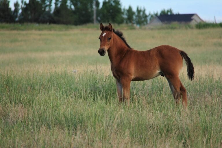 What is a Colt? Understanding Young Male Horses and Their Care