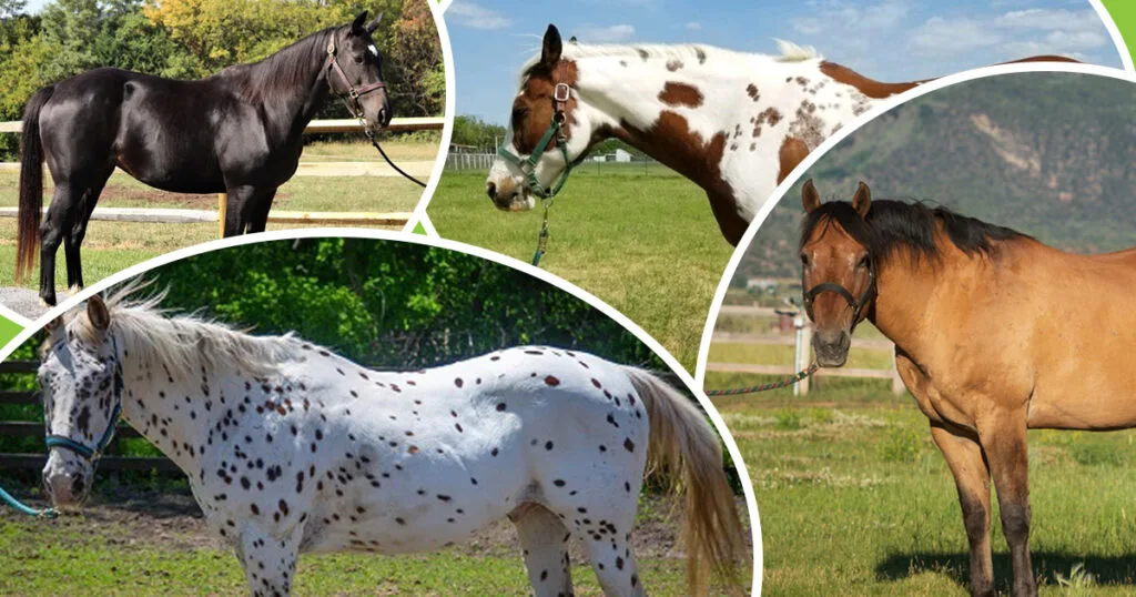 Horse Colors and Markings Explained: Identifying Your Horse’s Unique Look