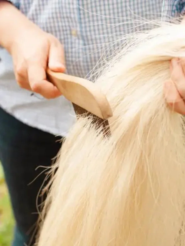 How to Keep Your Horse’s Tail Clean and Beautiful