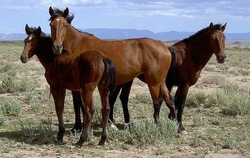 Cerbat Mustang: A Unique and Resilient American Horse Breed