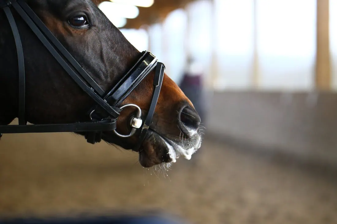 Common Causes of Slobbers, How to Treat Slobbering in Horses