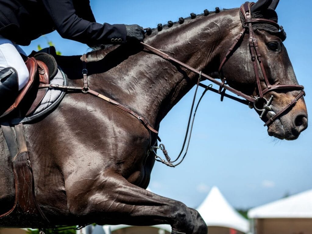 Common Horseback Riding Mistakes and How to Fix Them