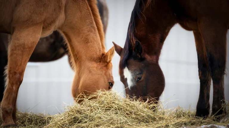 Factors That Affect Hay Quality When it comes to feeding horses