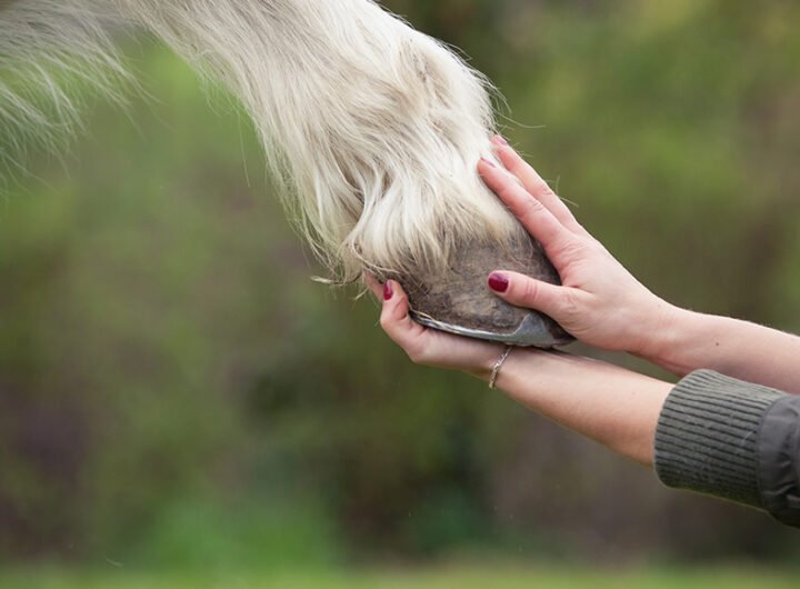 Horse Hoof Care: The Importance of Regular Hoof Maintenance