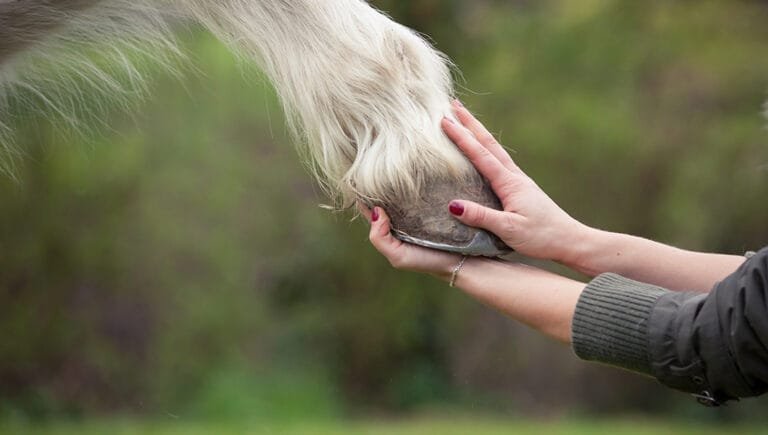 Horse Hoof Care: The Importance of Regular Hoof Maintenance
