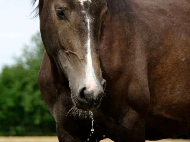 What is Slobbering in Horses?Understanding Slobbers in Horses: Causes and Solutions
