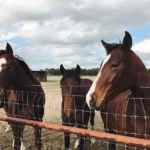 Horse Likes to Eat: How to Test Dietary Preferences