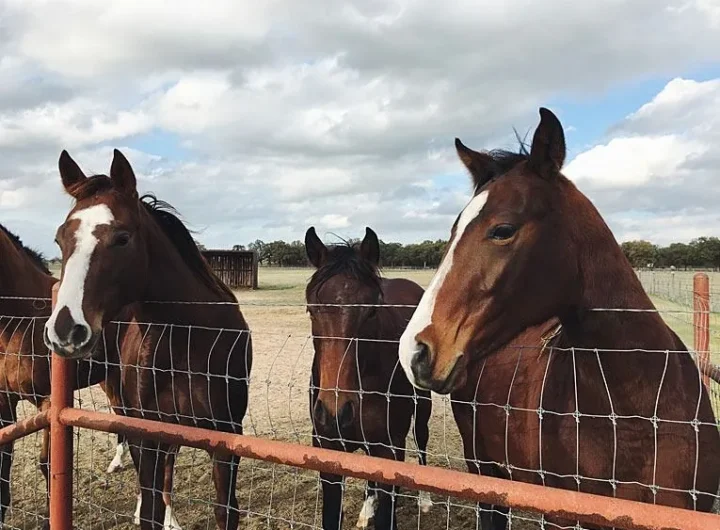 Horse Likes to Eat: How to Test Dietary Preferences