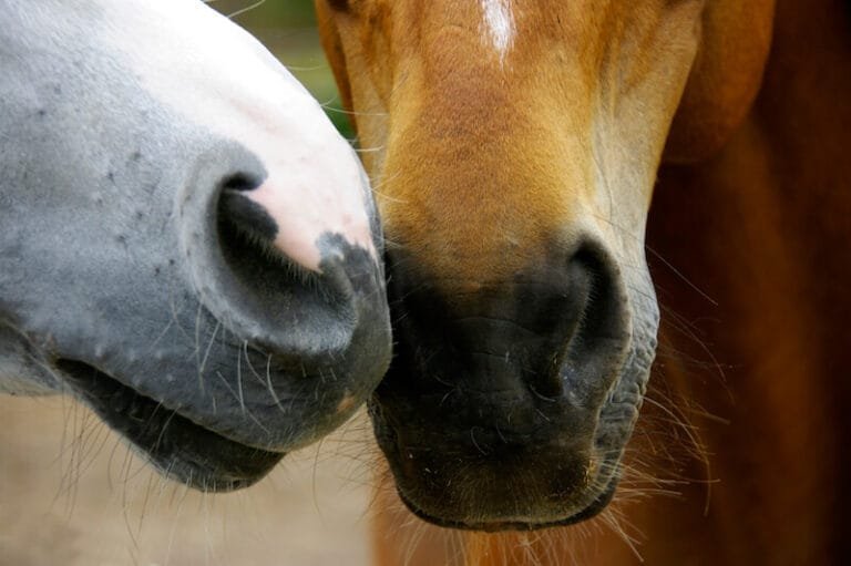 Horse Sense: Exploring the Instinctual Intelligence and Perception of Horses