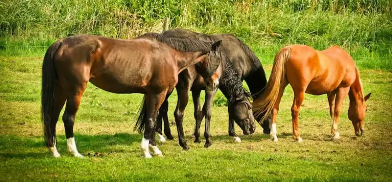 How Horses Grow: A Guide to the Stages of Their Life and Lifespan
