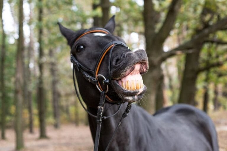 Horse Teeth Care: A Guide to Growth, Wear, and Keeping Your Horse Healthy