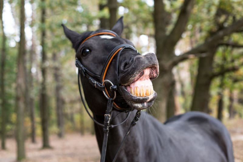 Horse Teeth Care: A Guide to Growth, Wear, and Keeping Your Horse Healthy