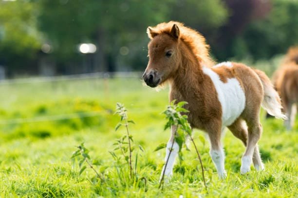 What is a Filly? Understanding Young Female Horses and Their Care