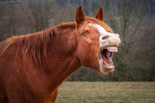 Why Horses Whinny?: Communication, Emotions, and Needs
