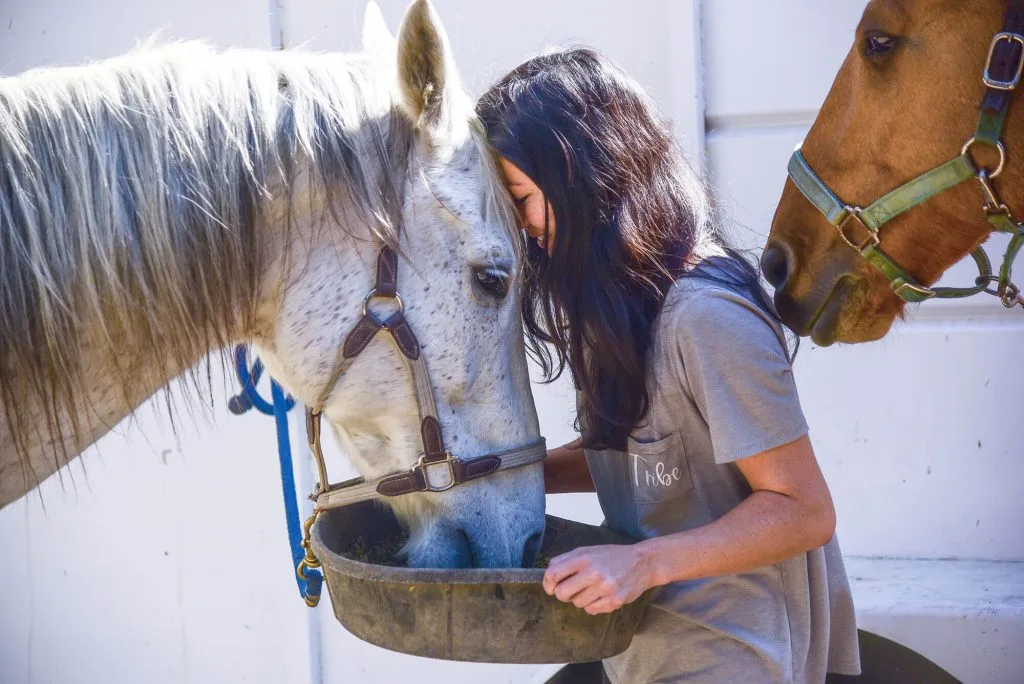 The Therapeutic Power of Horses: Physical, Emotional, and Mental Health Benefits