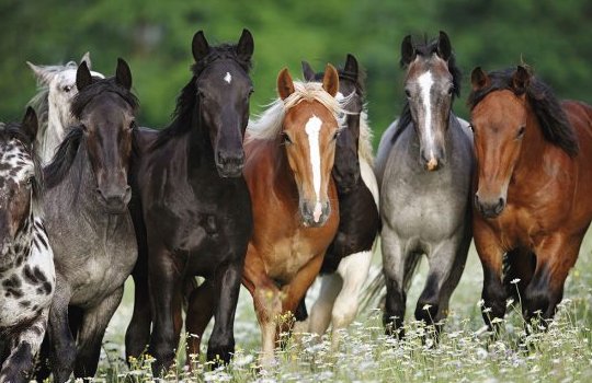 27 Most Expensive Horse Breeds in the World