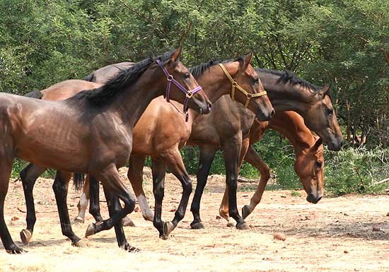 Top 10 Best Selling Indian Horse Breeds and Their Prices (2024)Part 2