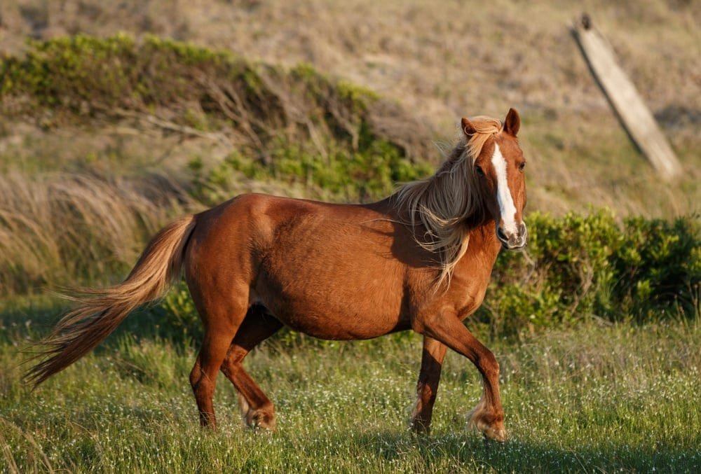 What is a Mare? Understanding Adult Female Horses and Their Care