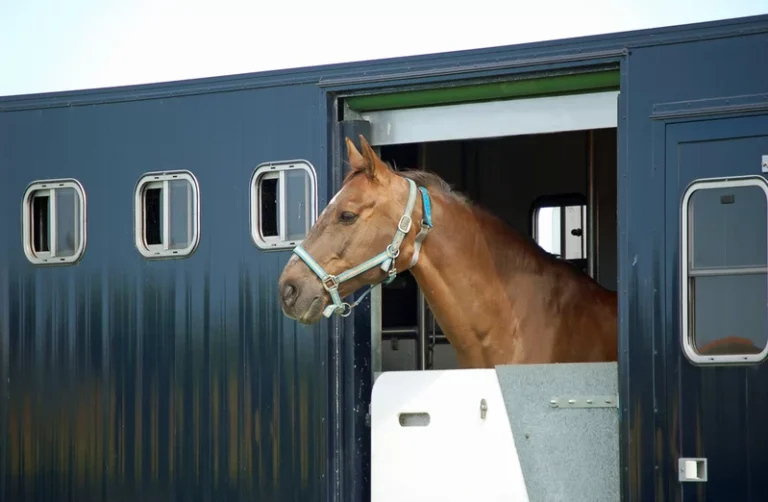 Horse Transport: Best Practices for Safety