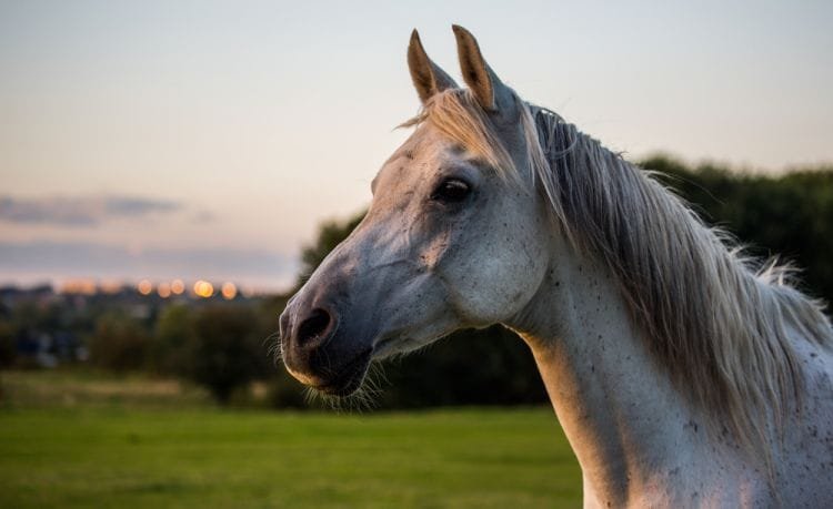 Recognizing the Signs of Gastric Ulcers in Horses