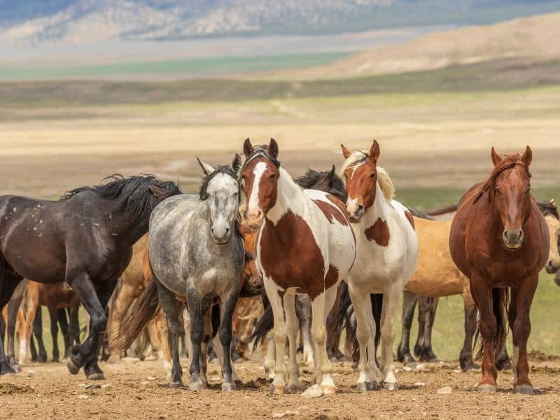 Discover the 5 Most Beautiful Horse Coat Colors Around the World