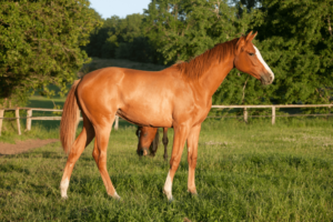 What is a Yearling? Everything You Need to Know About This Stage of Horse Growth