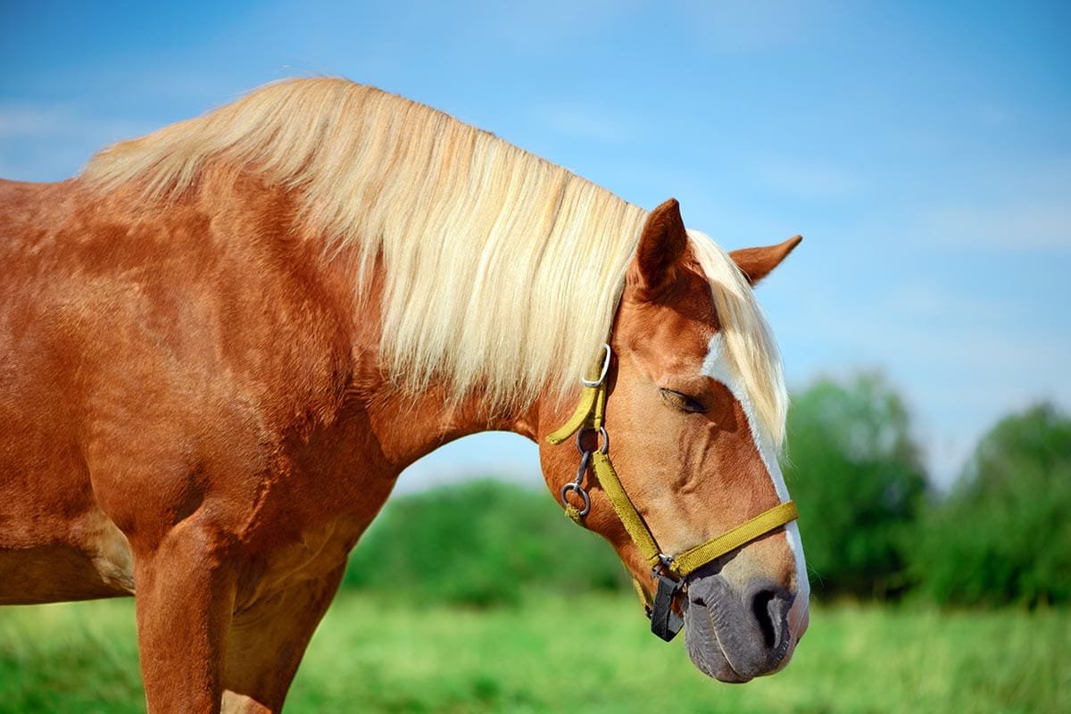 How Horses Sleep: Standing or Lying Down, Their Unique Resting Habits