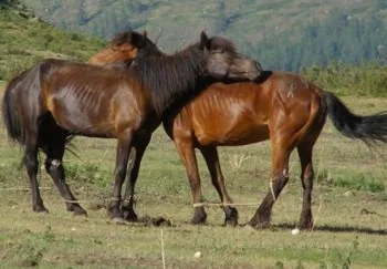 Balikun Horse: A Rare and Resilient Breed of Mongolia