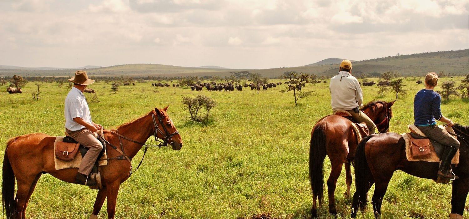 Borana Horse: Resilient, Agile, and Essential Working Breed"